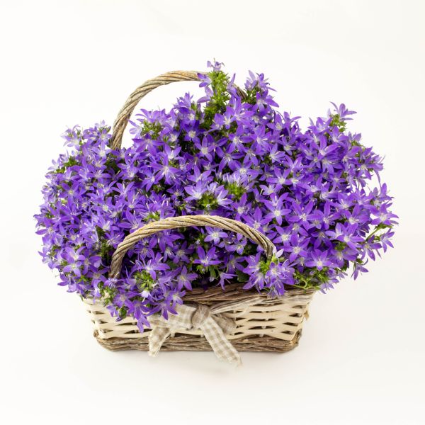 Campanula