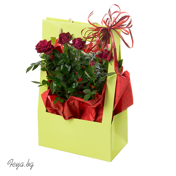 Мини роза в подаръчен плик