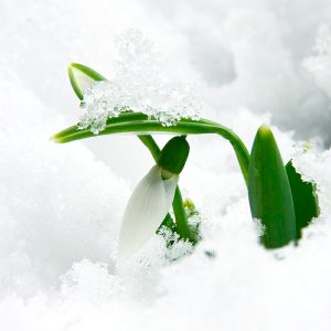 331