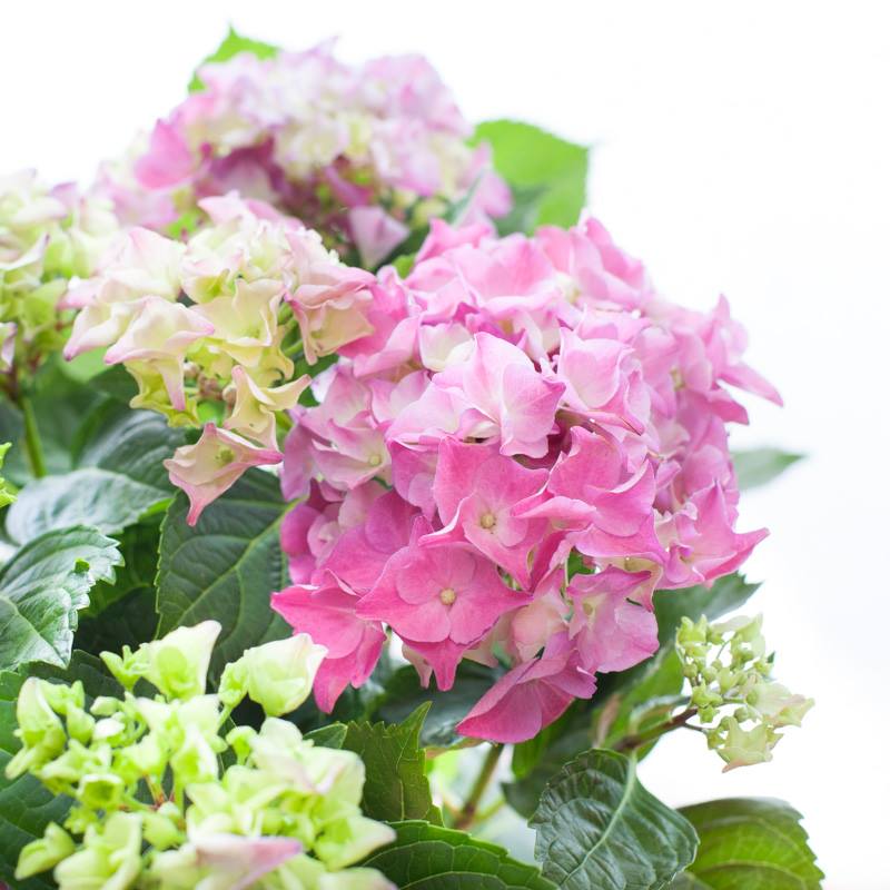 Hydrangea - Image 3