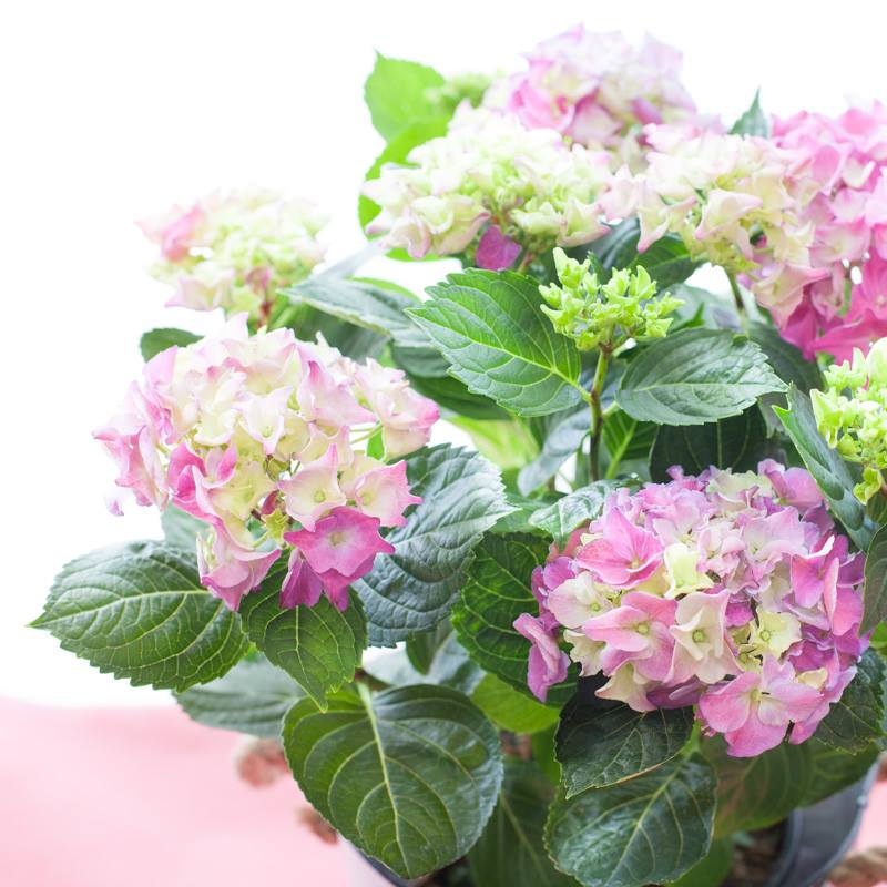 Hydrangea - Image 2