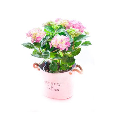 Хортензия (Hydrangea)