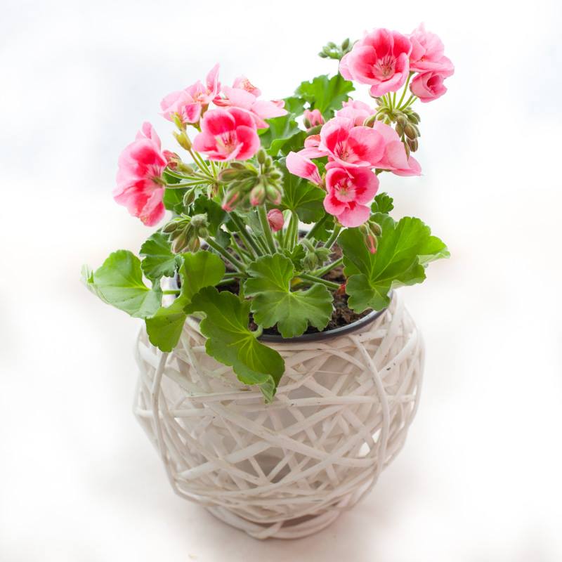 Pelargonium