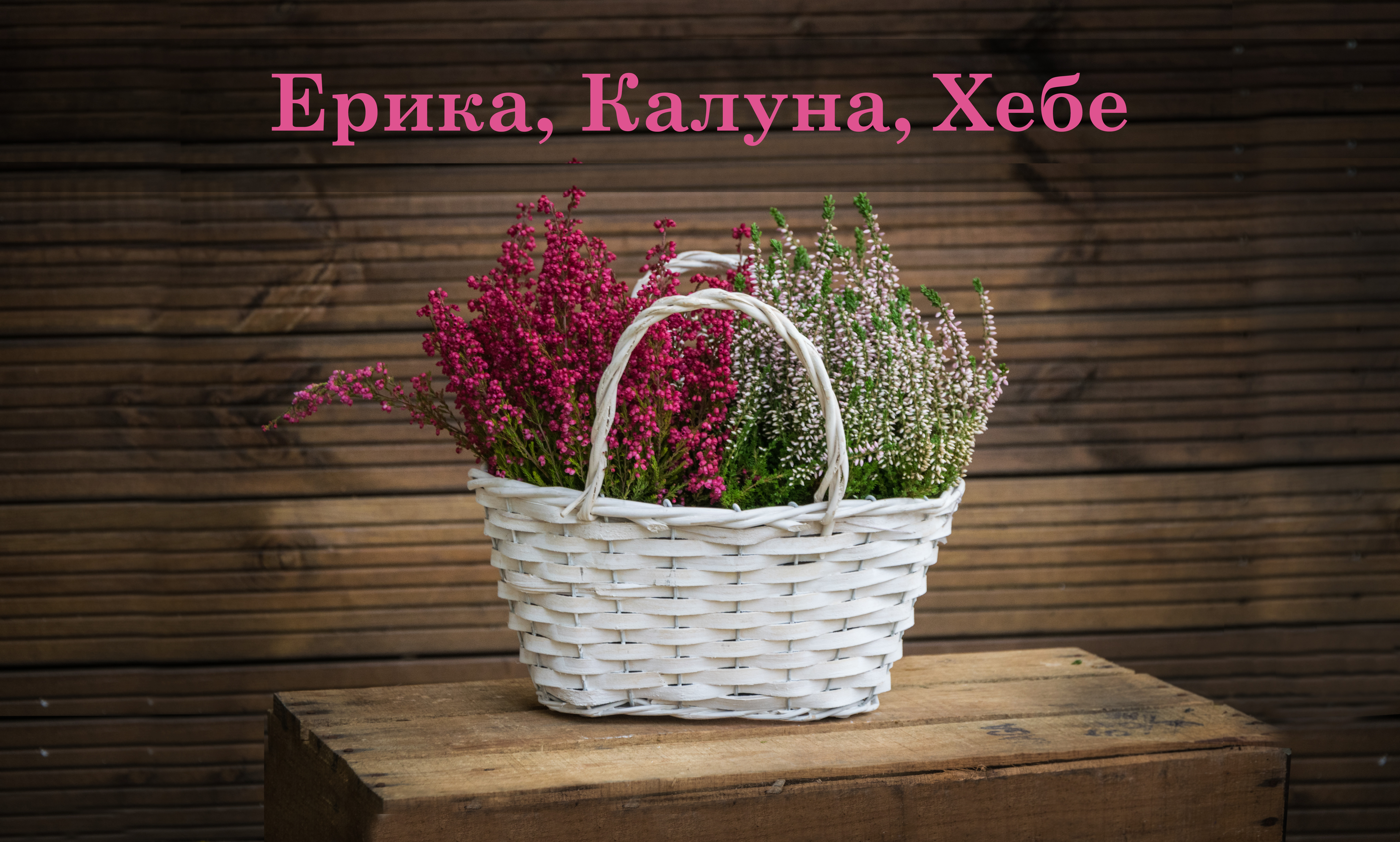 erica and calluna