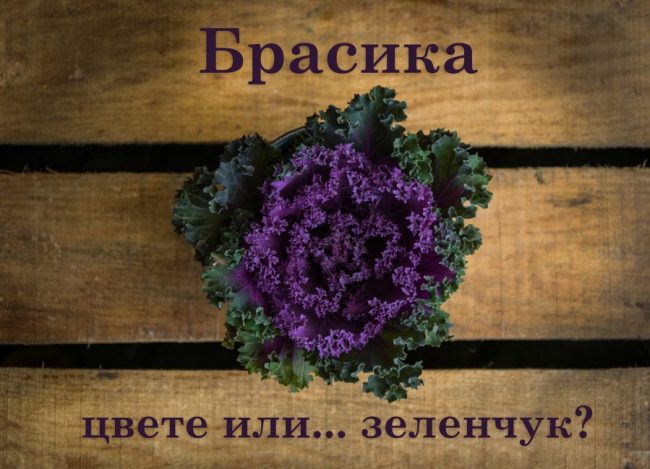Брасика: цвете или зеленчук