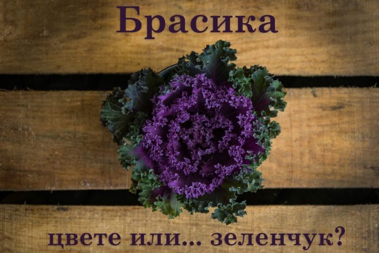 Брасика: цвете или зеленчук