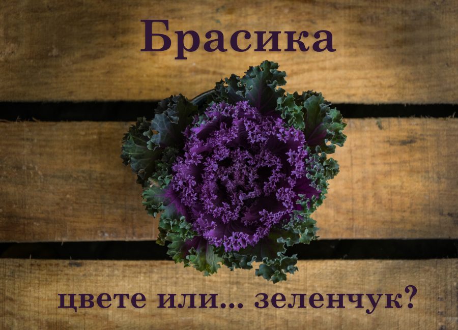 Брасика: цвете или зеленчук