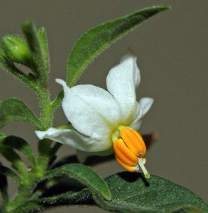 Wikimedia Common Solanum
