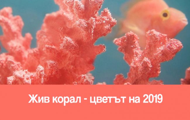 living_coral Жив корал-цветът на 2019