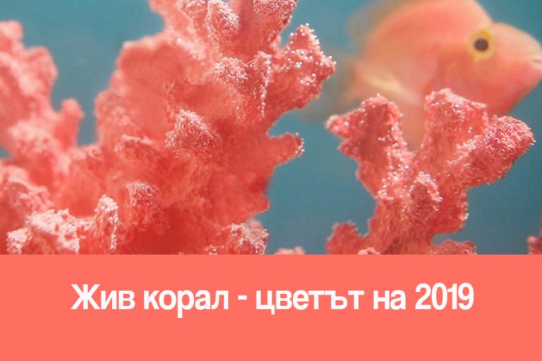 Жив корал-цветът на 2019