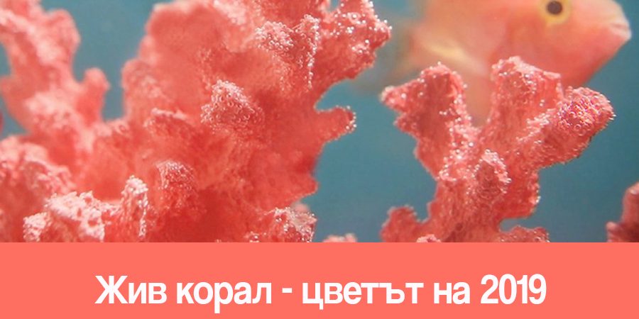Жив корал-цветът на 2019