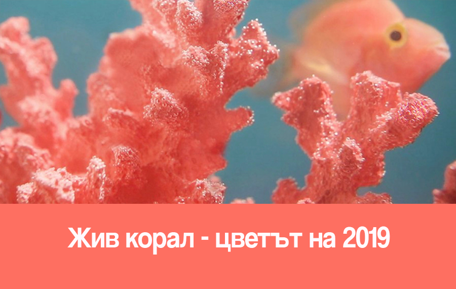 Жив корал-цветът на 2019