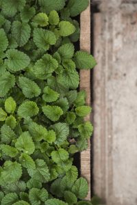 mint Freepik