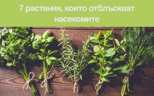 7-rastenia-koito-otblaskvat-nasekomite