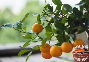 dwarf citrus tree