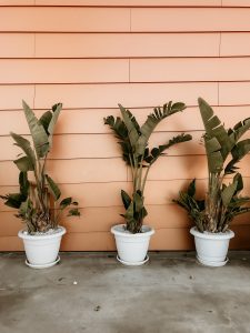 banana-trees-flowerpot-growth-1830933