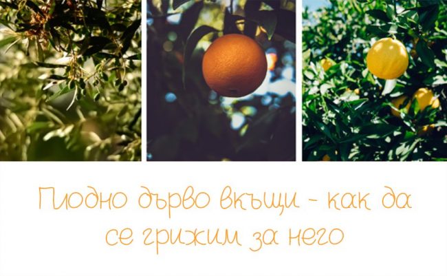 Плодно дърво вкъщи Плодно дърво вкъщи