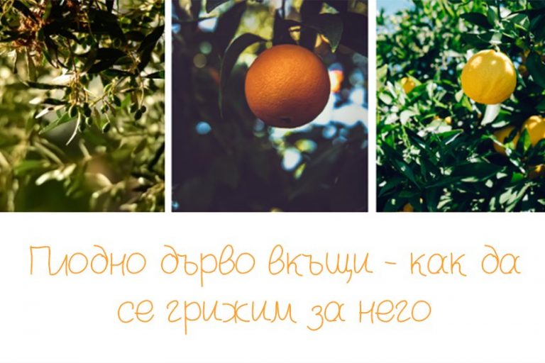 Плодно дърво вкъщи
