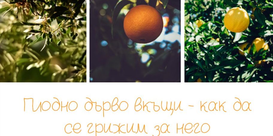 Плодно дърво вкъщи