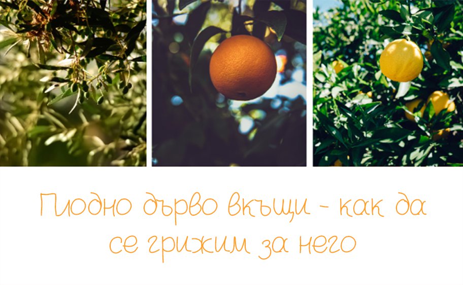 Плодно дърво вкъщи