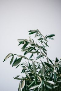 the-bialons-Vff7BrcptNU-unsplash