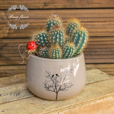 Любим кактус