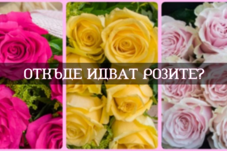 where-do-roses-come-from image