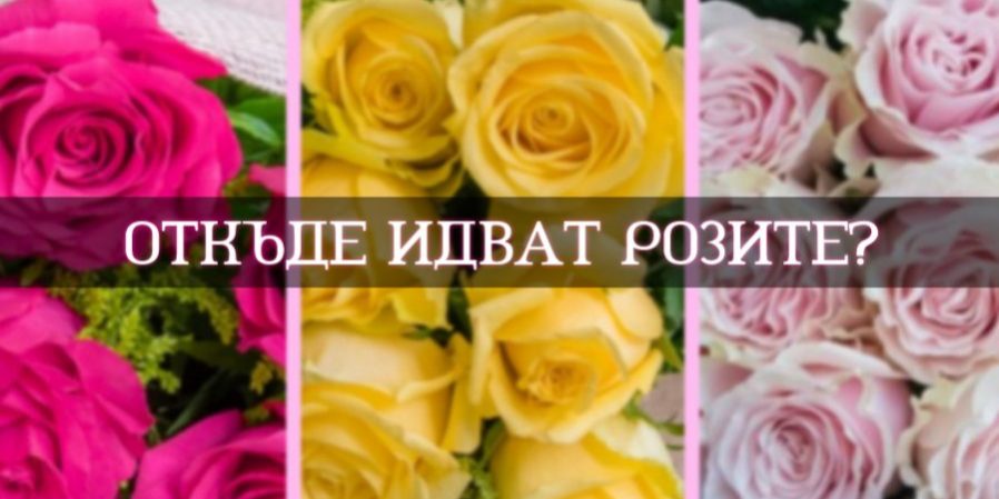 where-do-roses-come-from image