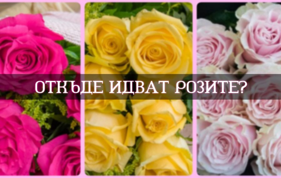 where-do-roses-come-from image