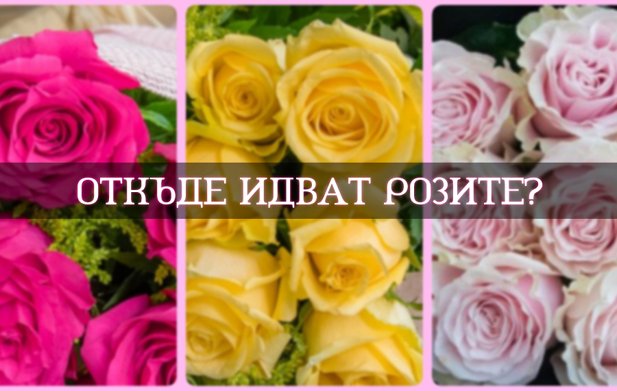 where-do-roses-come-from image