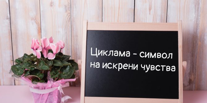 циклама-символ на искрени чувства