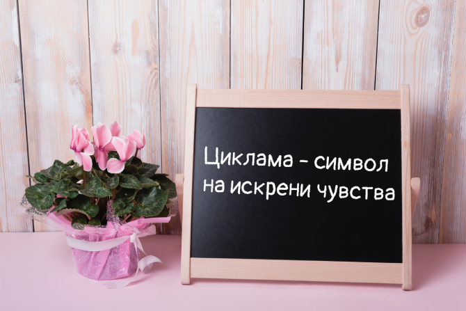 циклама-символ на искрени чувства